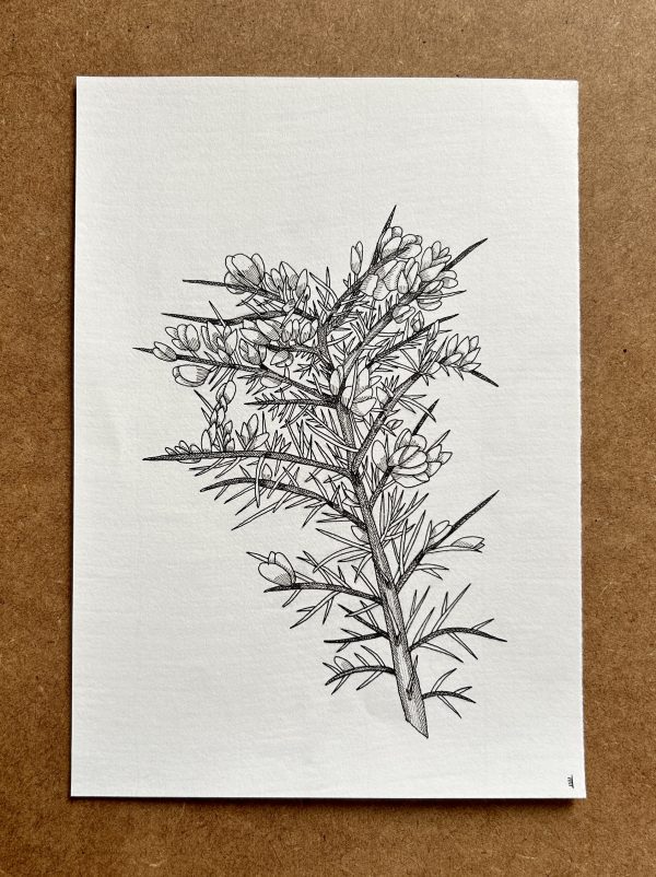 Gorse - Original Ink Illustration