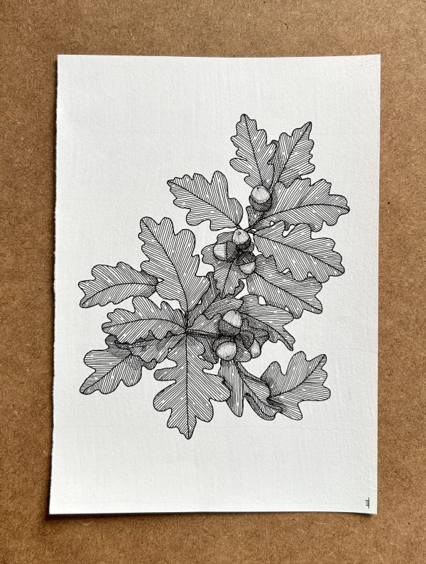 Oak 1 - Original Ink Illustration