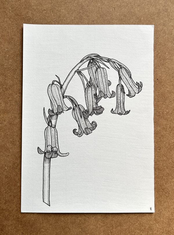 Bluebells - Original Ink Illustration