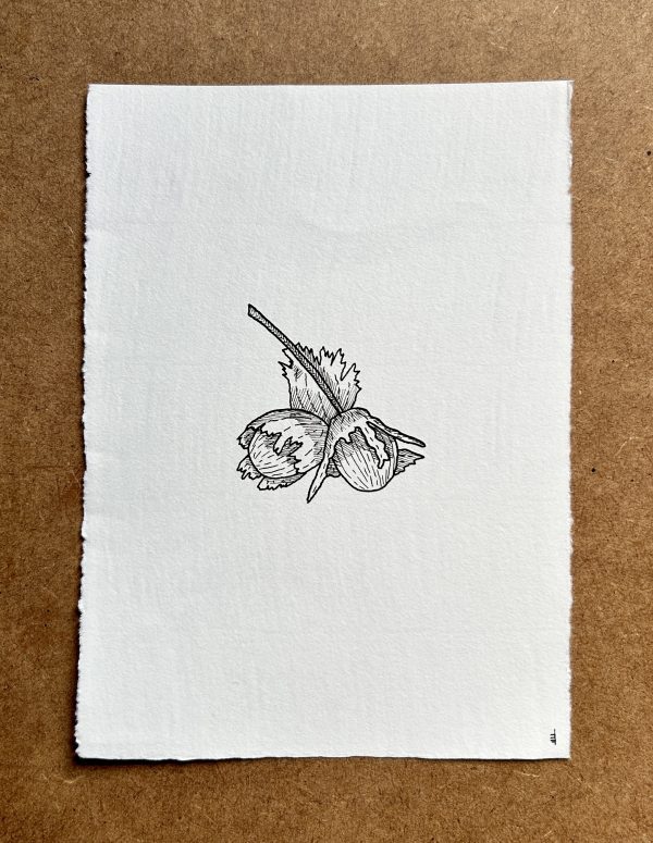 Small Hazel Nuts - Original Ink Illustration
