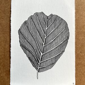 Alder Leaf - Original Ink Illustration