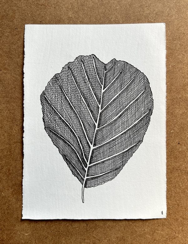 Alder Leaf - Original Ink Illustration