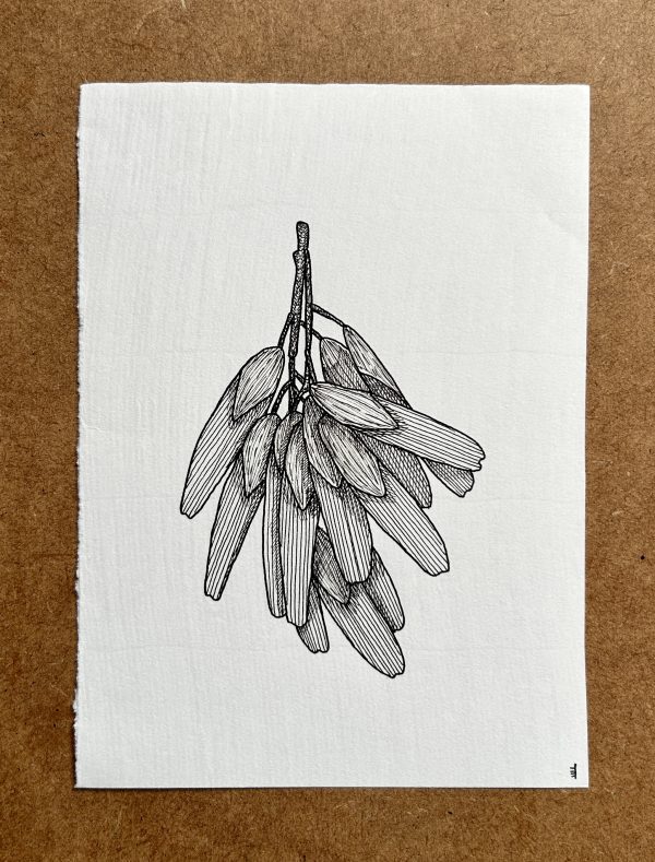 Ash Keys - Original Ink Illustration