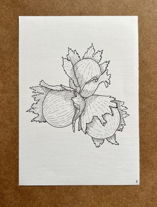 Hazel Nuts - Original Ink Illustration