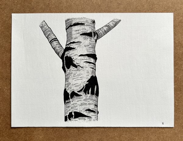 Birch Trunk - Original Ink Illustration