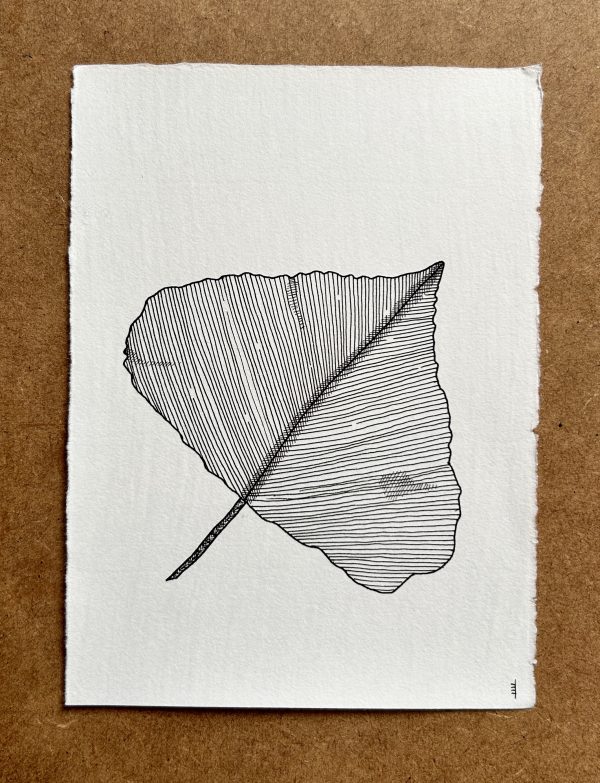 Poplar Leaf 1 - Original Ink Illustration