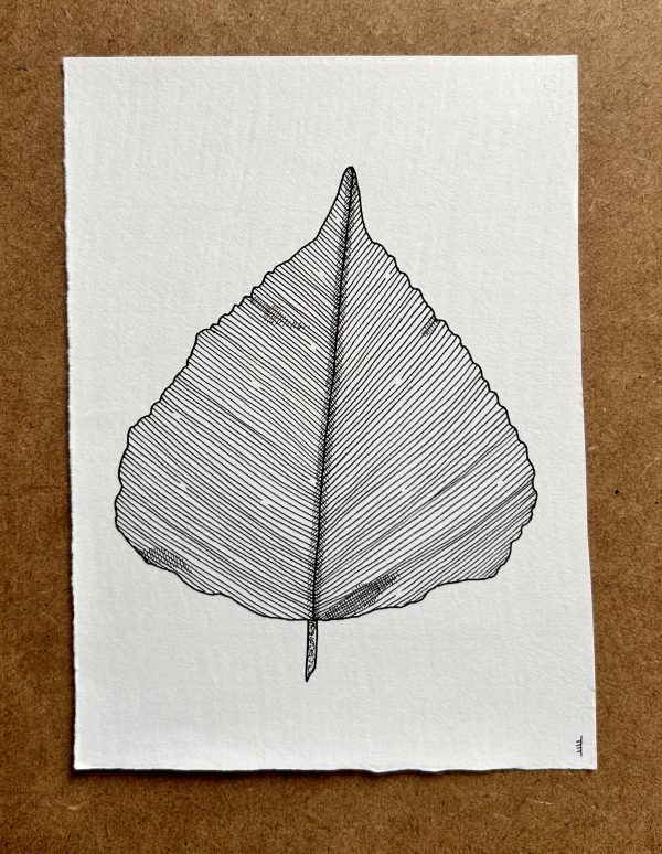 Poplar Leaf 2 - Original Ink Illustration
