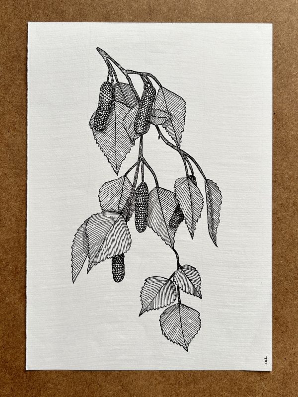 Birch  - Original Ink Illustration