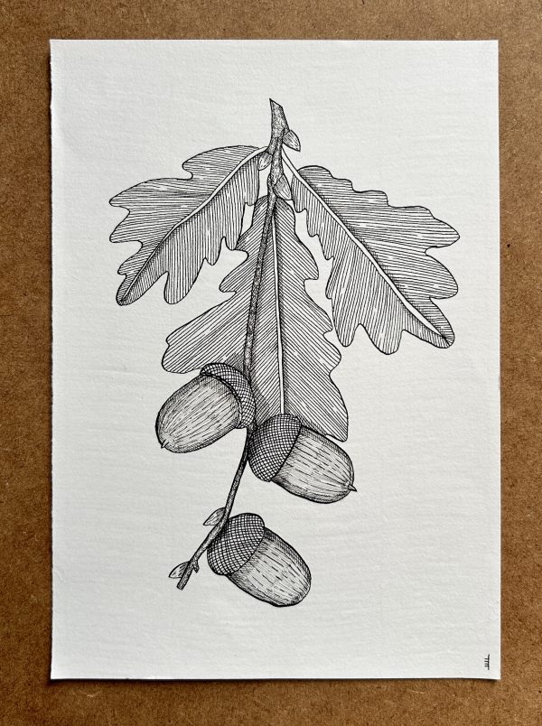 Oak 2 - Original Ink Illustration