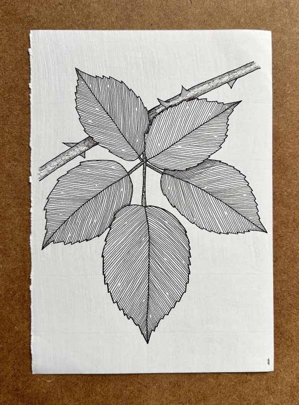 Bramble - Original Ink Illustration