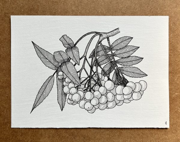 Rowan - Original Ink Illustration