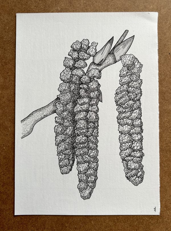 Poplar - Original Ink Illustration