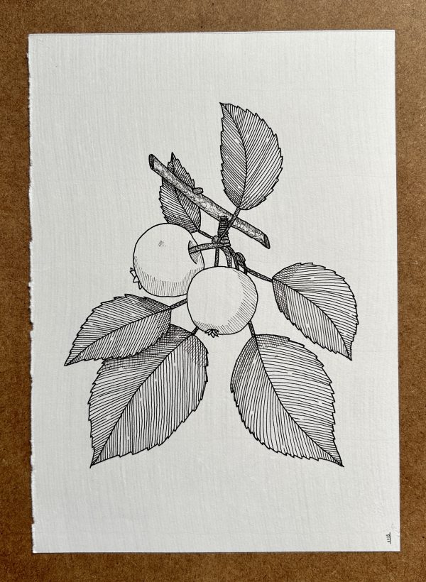 Crab Apple - Original Ink Illustration