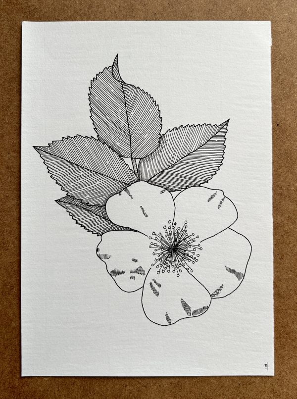 Dog Rose - Original Ink Illustration