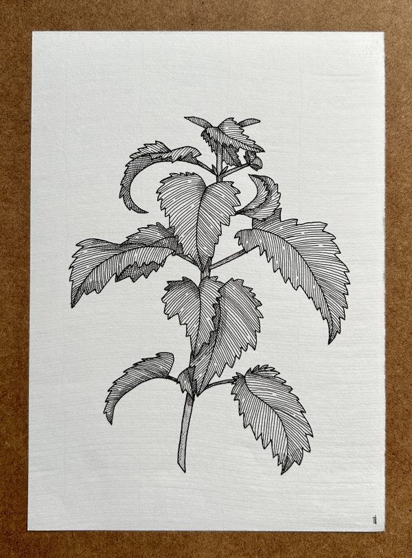 Nettle - Original Ink Illustration