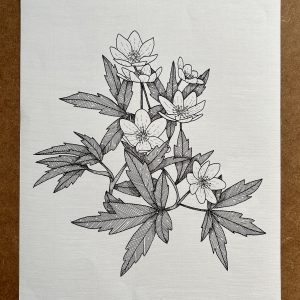 Wood Anemone - Original Ink Illustration