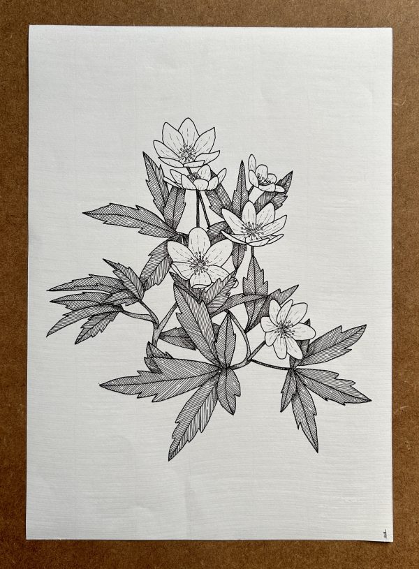 Wood Anemone - Original Ink Illustration