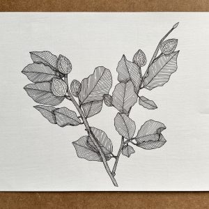 Beech - Original Ink Illustration
