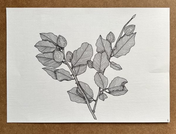 Beech - Original Ink Illustration