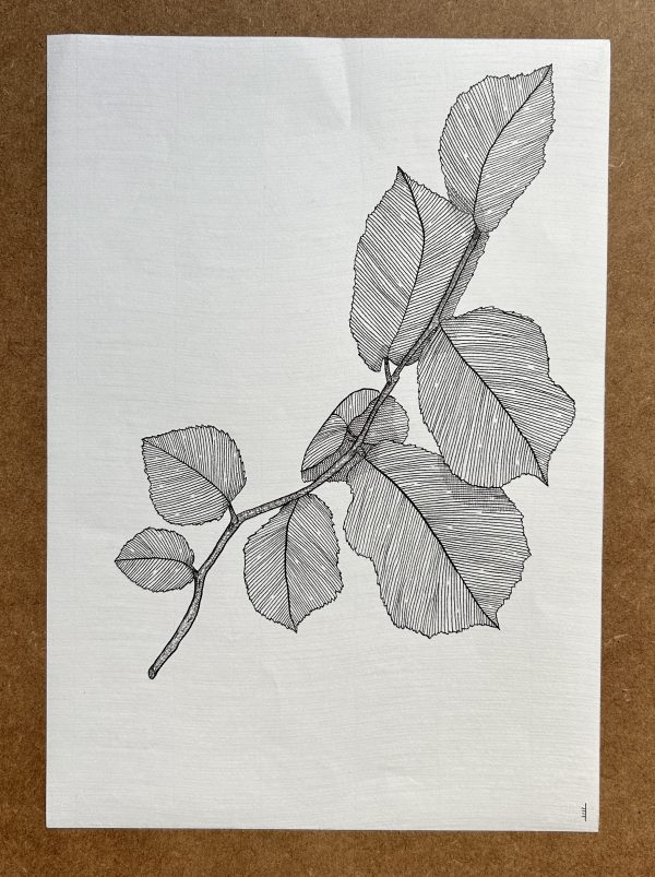 Hazel Leaves - Original Ink Illustration