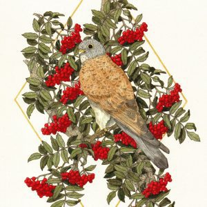 The Kestrel And The Rowan Tree by Hæslwrid (Haeslwrid.com)