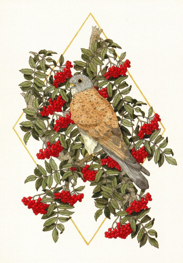 The Kestrel And The Rowan Tree by Hæslwrid (Haeslwrid.com)