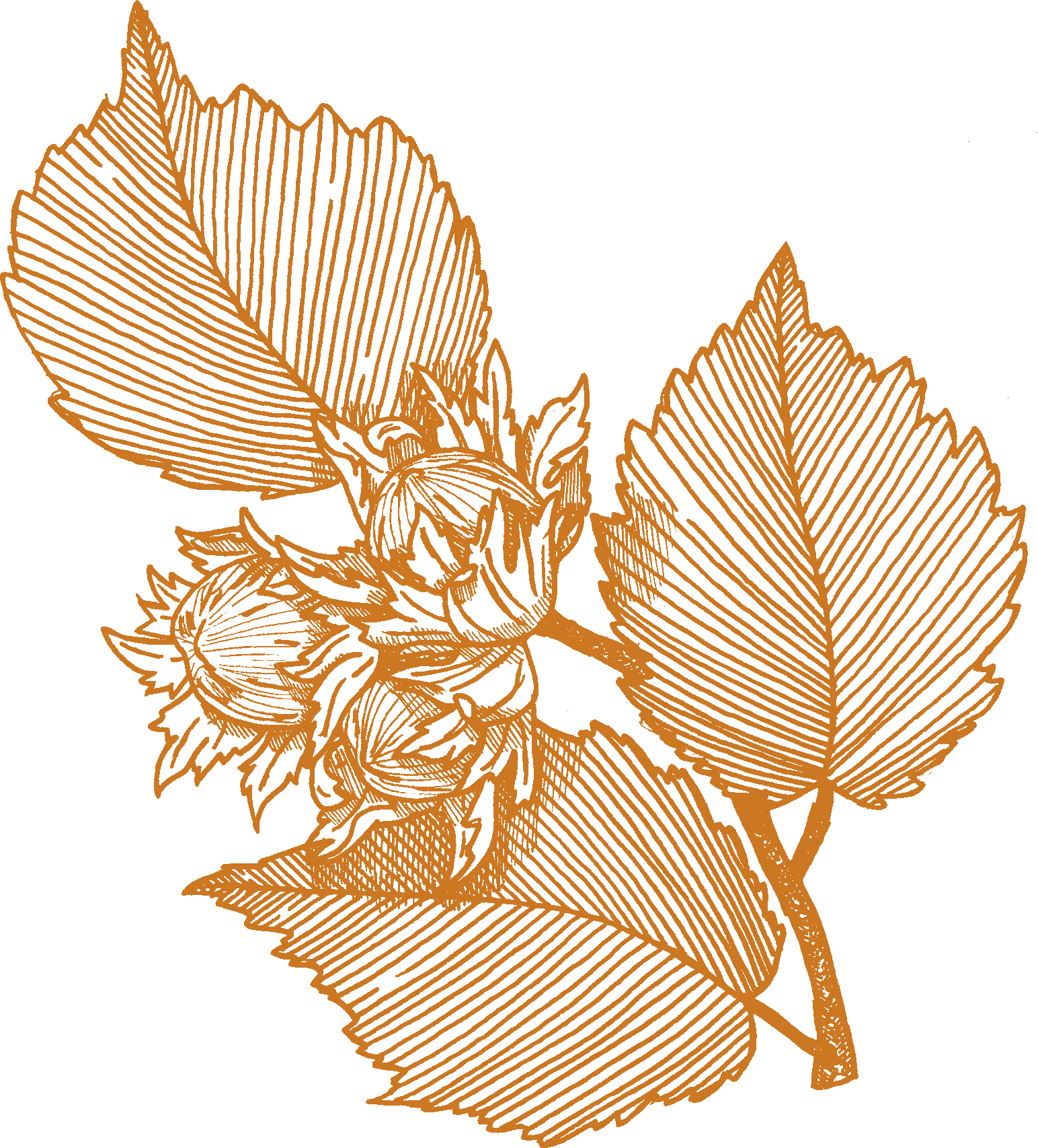 The Hazel