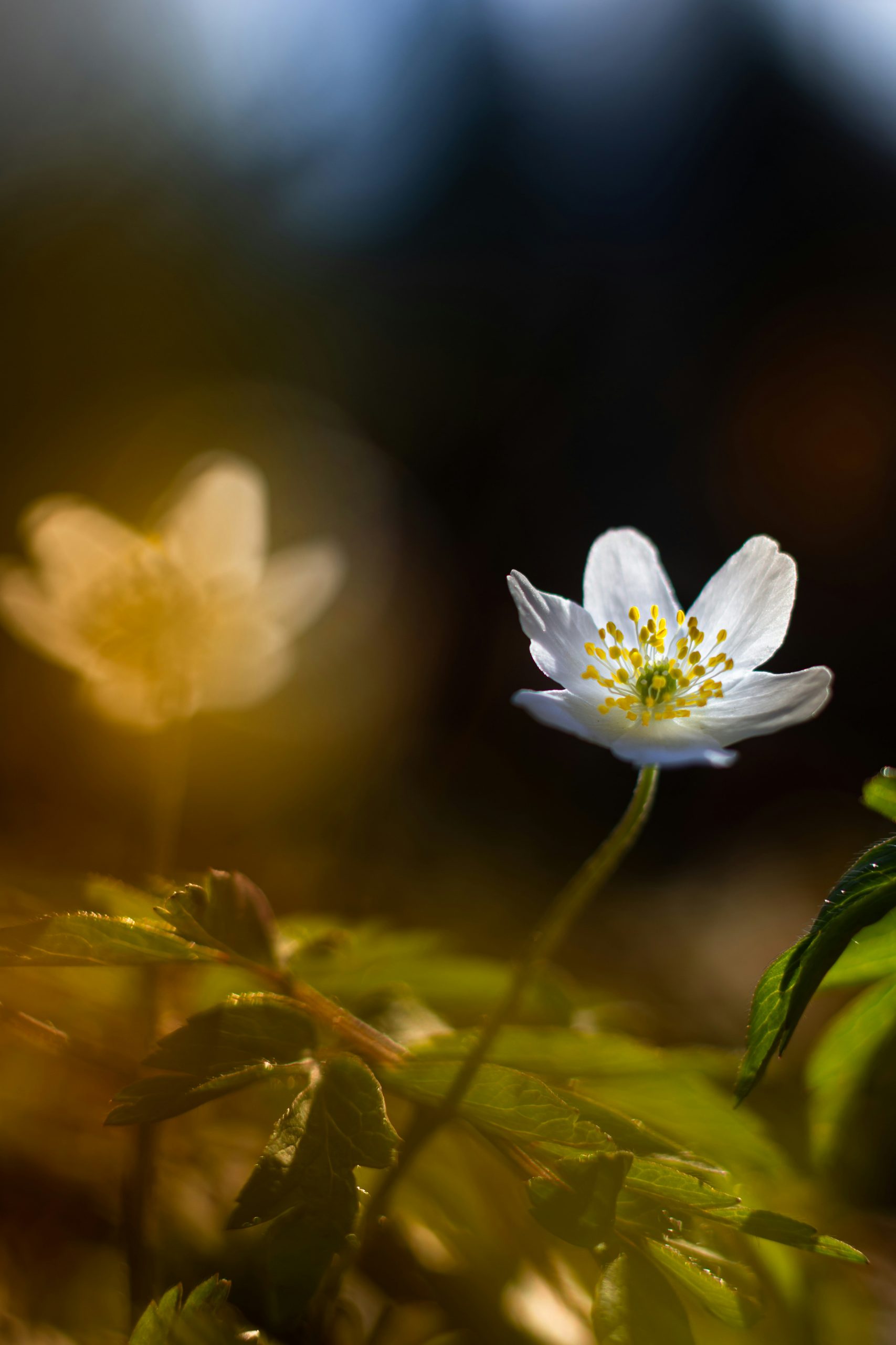 The Wood Anemone